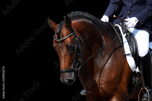 Bay horse portrait during dressage show isolated on black © virgonira