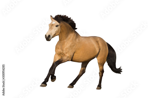 Dun pony galloping isolated on background
