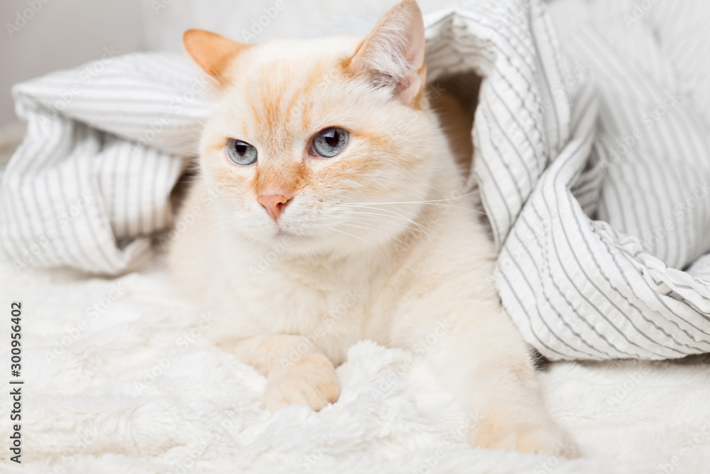 Bored young ginger red mixed breed cat under light gray and white stripped plaid in contemporary bedroom. Pet warms under blanket in cold winter weather. Pets friendly and care concept.