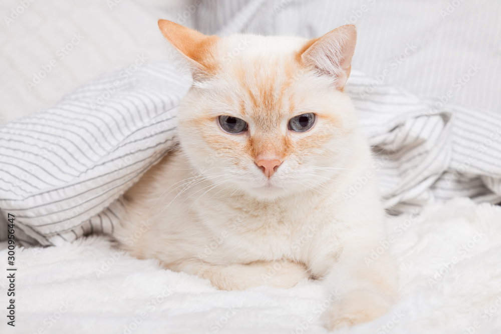 Bored young ginger red mixed breed cat under light gray and white stripped plaid in contemporary bedroom. Pet warms under blanket in cold winter weather. Pets friendly and care concept. Bored young ginger red mixed breed cat under light gray and white stripped plaid in contemporary bedroom. Pet warms under blanket in cold winter weather. Pets friendly and care concept.