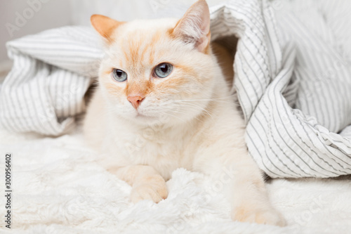 Bored young ginger red mixed breed cat under light gray and white stripped plaid in contemporary bedroom. Pet warms under blanket in cold winter weather. Pets friendly and care concept.