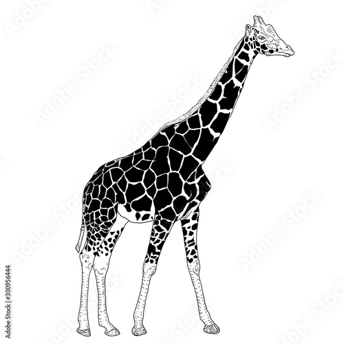 Sketch of a high African giraffe on a white background