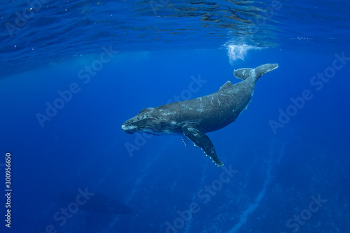 Humpback whale © Tony