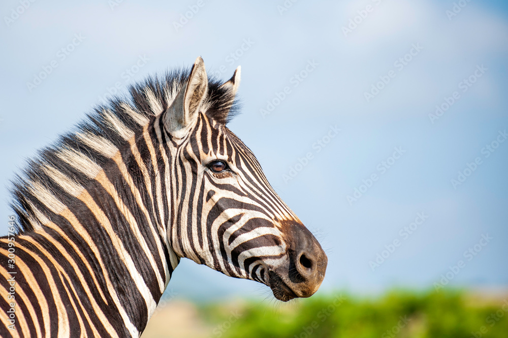 Fototapeta premium Zebra stallion, standing proud against blue sky