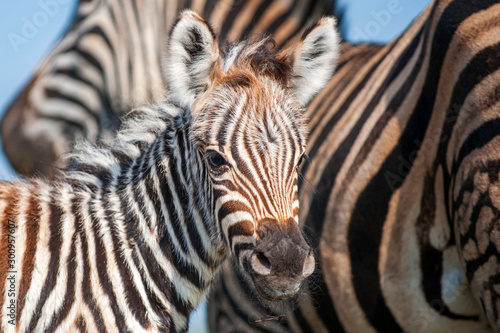 Zebra foal with family  tender moment  loving caring