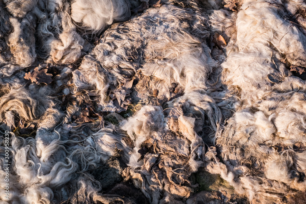 wool from dead sheep in a farmer's field wool from dead sheep in a farmer's field