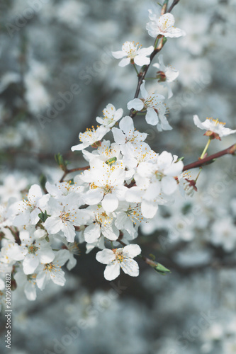 spring tree blossom, white flowers close up