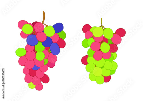 grape currant and raisin fruit fresh on white background  illustration vector 