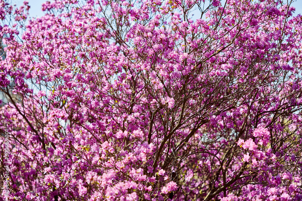 Blossoming of violet and pink flowers on bush natural spring outdoor background Blossoming of violet and pink flowers on bush natural spring outdoor background
