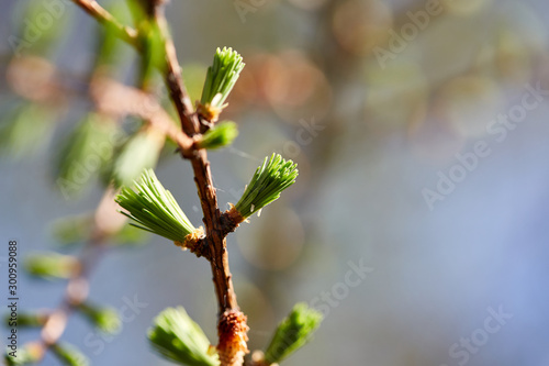 Spring tree buds plant poplar, branch with green leaf in sunny day macro background