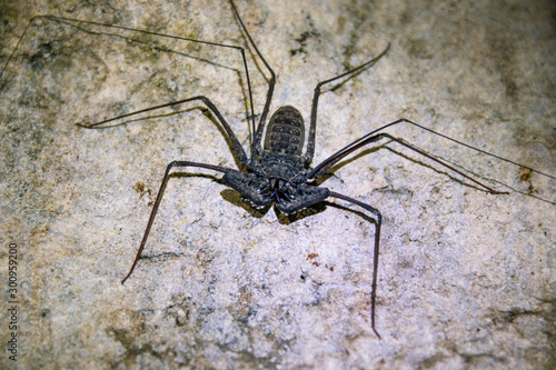 A tailless whip scorpion, also called a cave spider, in Puerto Rico