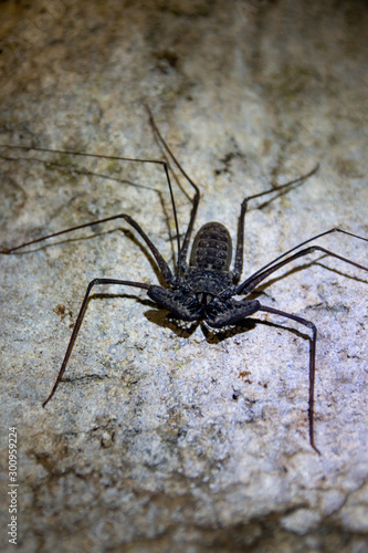 A tailless whip scorpion, also called a cave spider, in Puerto Rico