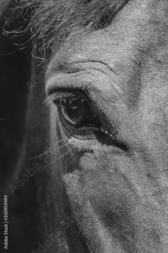 horse eye black and white © nineteenpixels