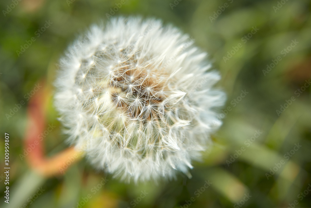 Fototapeta premium White fluffy dandelion on a background of green grass on a spring or summer day, in the sun, close-up.
