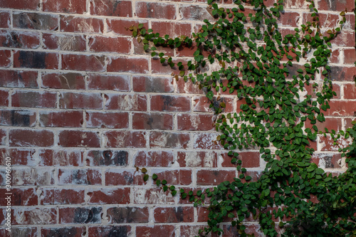 A green vine grows up a nice brick wall. Bokeh.