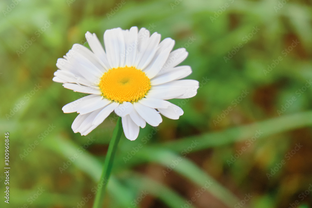 Common camomile on a background of summer green grass, closeup Common camomile on a background of summer green grass, closeup