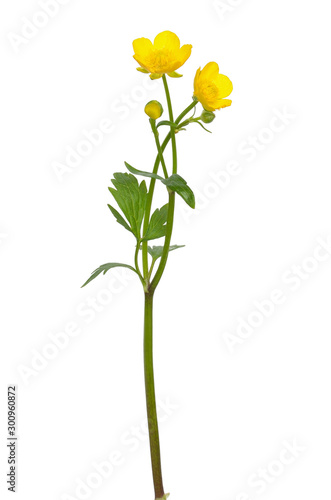 фотографія Meadow buttercup ( Ranunculus acris) flower