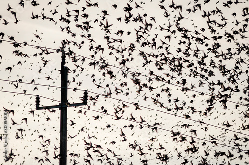 Flock of starlings on a power pole and wire