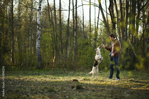 Man training big dog on green meadow in sunny woods