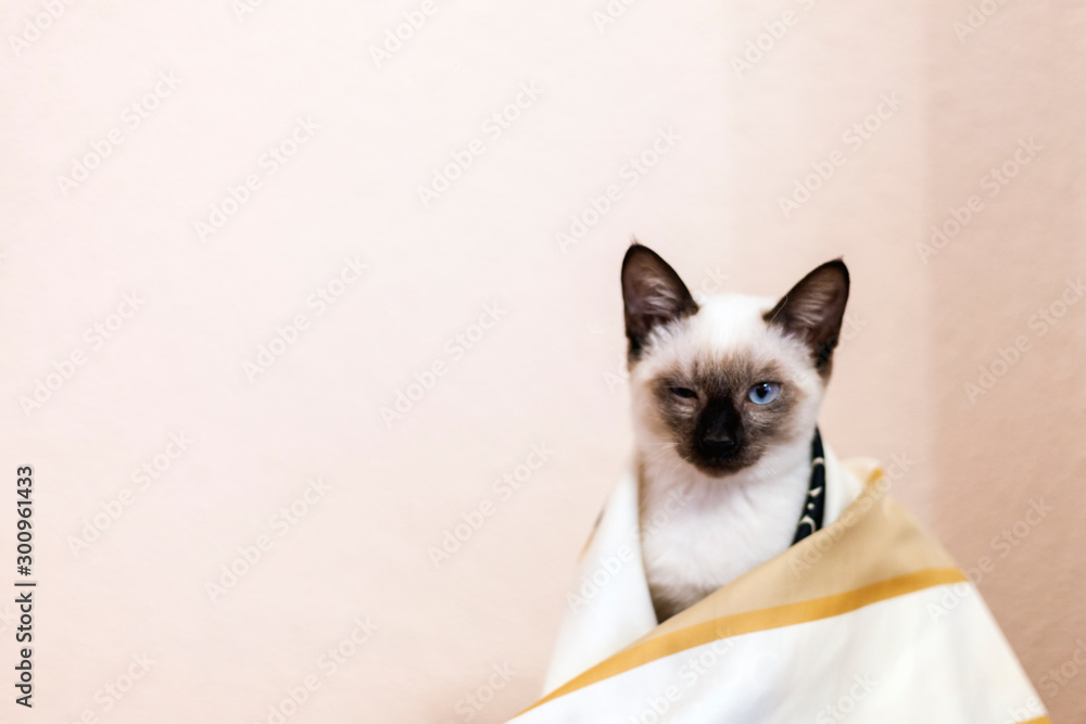Portrait of beautiful Siamese cat. Cute siamese kitten posing