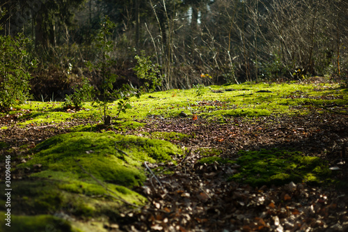 play of light and shadow on green moss in a forest