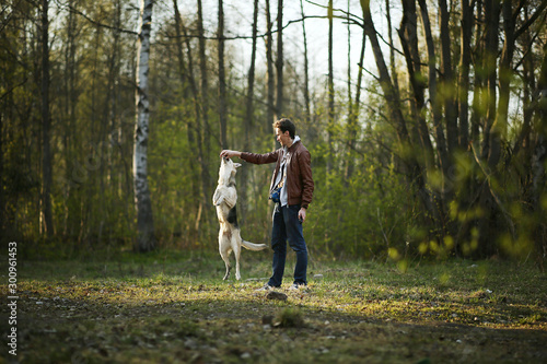 Man training big dog on green meadow in sunny woods