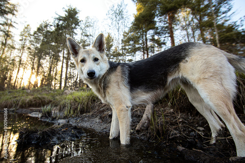 Dog walking in dirty puddle in woodland looking at camera
