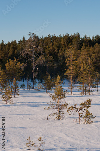 Wallpaper Mural Pine forest and snowy bog in winter in Finland Torontodigital.ca