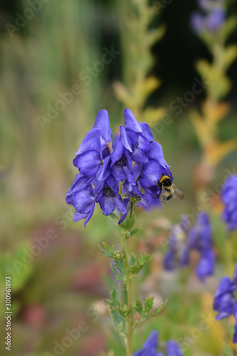 Variegated monkshood