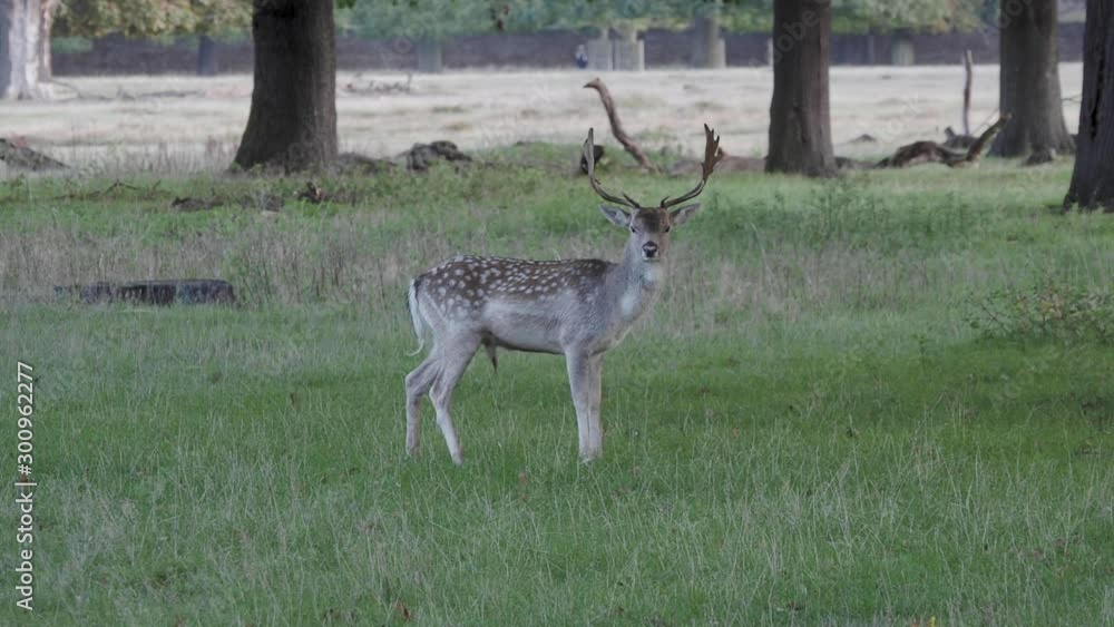 Fallow Deer Buck in the Morning Light Fallow Deer Buck in the Morning Light