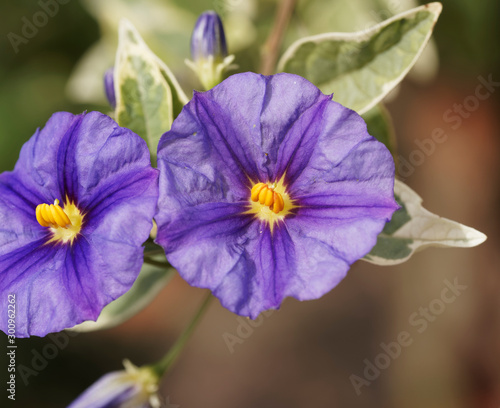 Gros plan sur fleur bleu-violet    tamine blanche  anth  res jaunes de Morelle de Rantonnet ou Arbre    gentianne  Solanum rantonnetii 