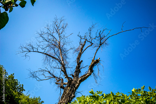 Dry tree in a green spring forest with lush green trees on blue sky background. climate change, drought and death, dying nature concept, mountain in Albania, sunny spring day photo