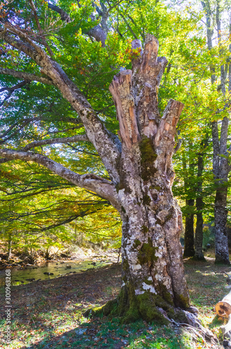 Bare trunk of a century-old beech in the Hayedo de Montejo