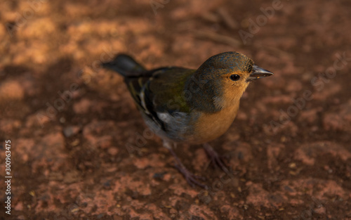 small bird standing