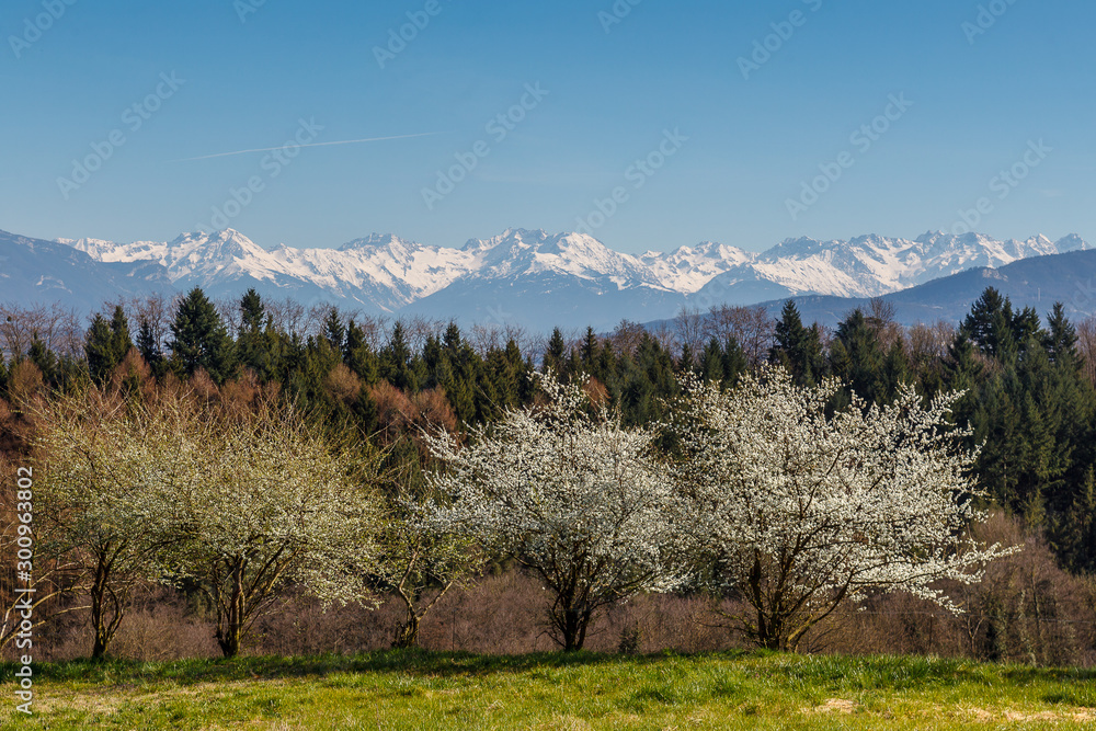 fruit tree in the countryside