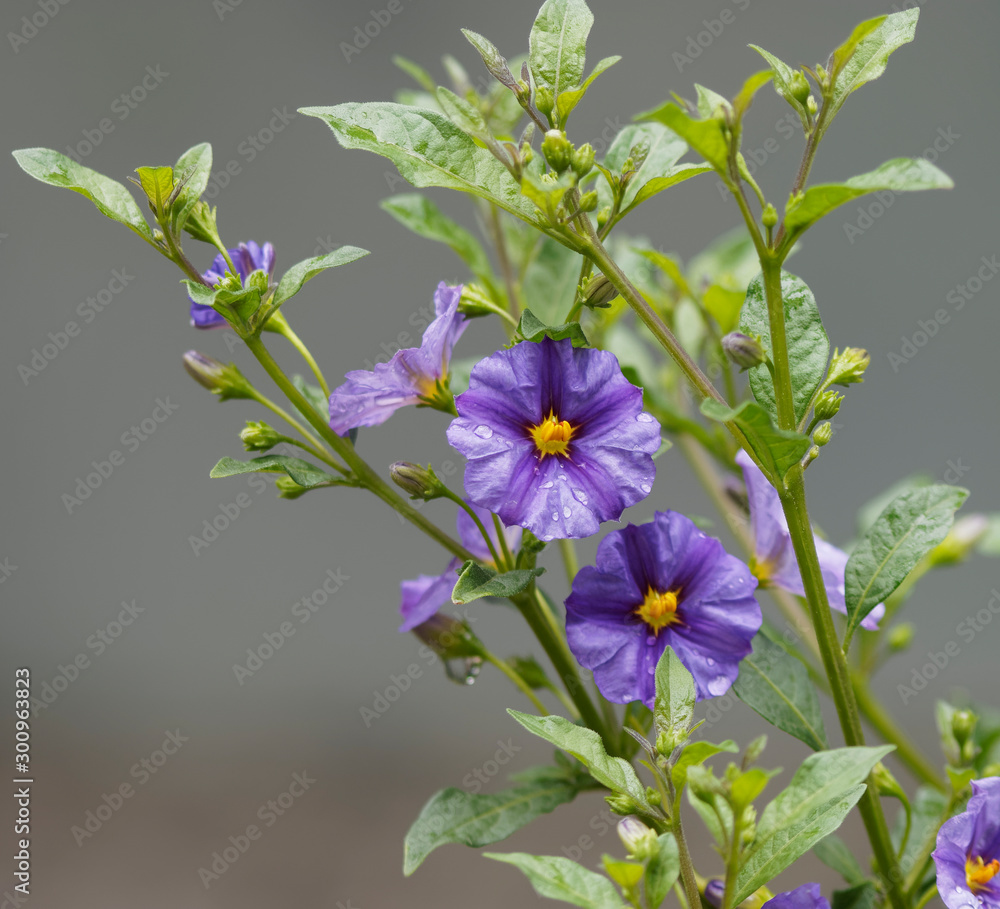 Naklejka premium Solanum rantonnetii - Morelle de Rantonnet ou Arbre à gentianne à inflorescence bleu-violet