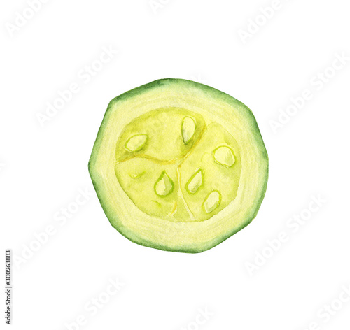 Green Zucchini slice with seeds inside watercolor hand-drawn illustration on a white background, isolated. Vegeterian and vegan food illustration