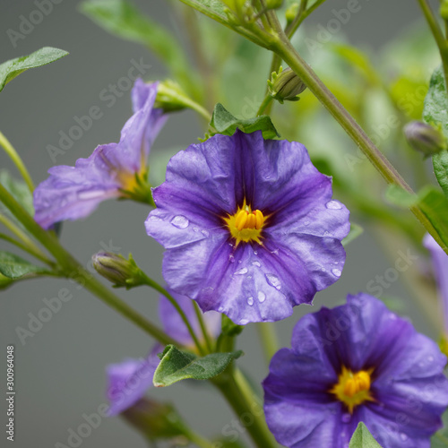 Solanum rantonnetii - Morelle de Rantonnet ou Arbre à gentianne à inflorescence bleu-violet