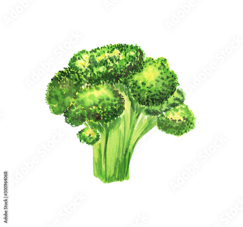 Bright watercolor hand-drawn broccoli illustration on a white background isolated. Vegeterian and vegan food illustration