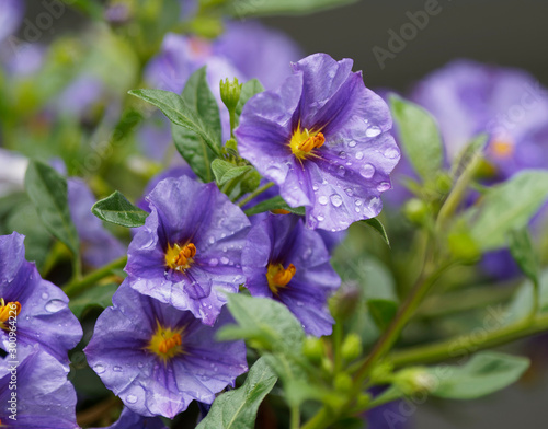 Solanum rantonnetii - Fleurs bleues mauves de Morelle de Rantonnet ou Arbre à gentianne photo
