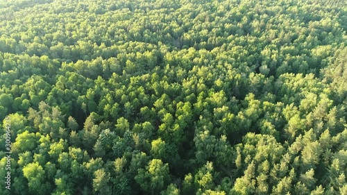 One Flew Over the Bitsa Forest