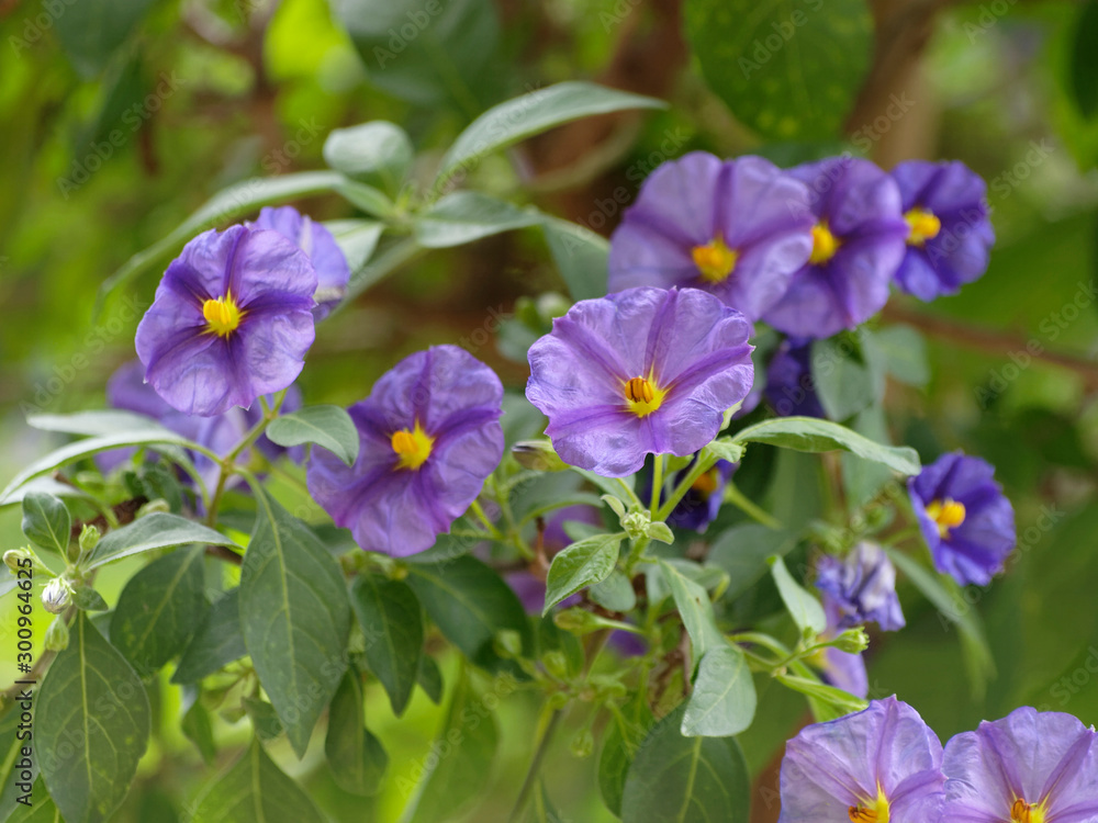 Solanum rantonnetii - Morelle de Rantonnet ou Arbre à gentianne à inflorescence bleu-violet et anthères jaune orangé, aux feuilles elliptiques au bord ondulé, aux ramures souples et retombantes