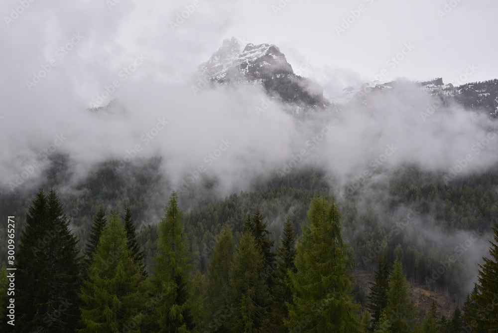 Mountains in fog with forest in foreground