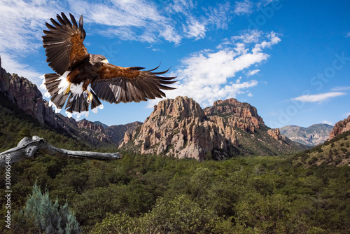 Obraz na plátně Harris's Hawk (Parabuteo unicinctus) in Flight Preparing to Land