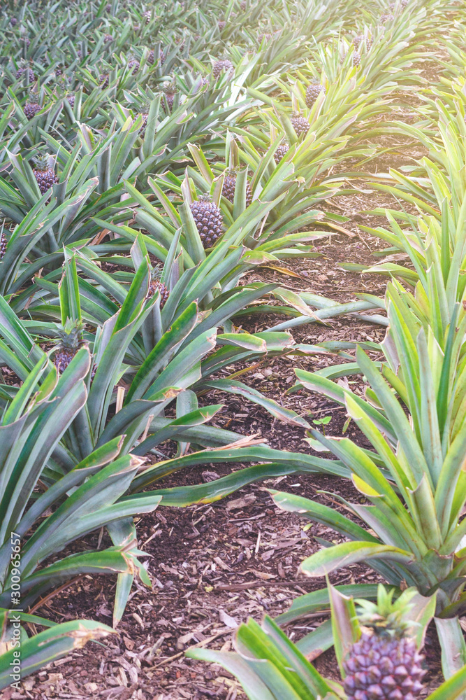 Tasty sweet fruits. Growing pineapples in a greenhouse on the island of San Miguel, Ponta Delgada, Portugal. Pineapple is a symbol of the Azores. Tasty sweet fruits. Growing pineapples in a greenhouse on the island of San Miguel, Ponta Delgada, Portugal. Pineapple is a symbol of the Azores.