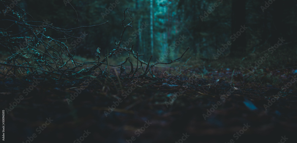 twilight in the forest