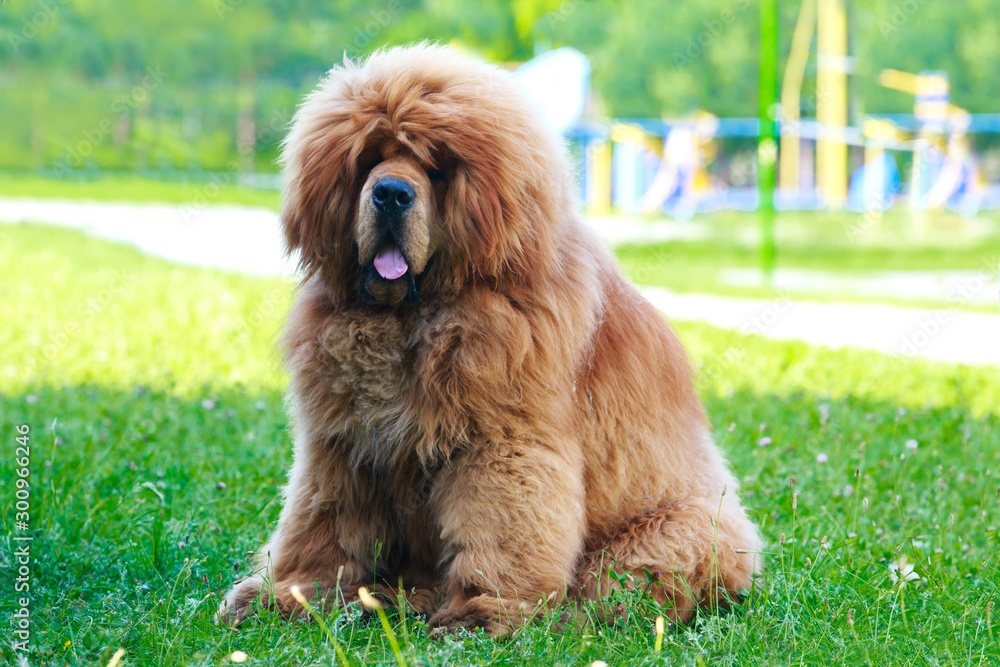 Fototapeta premium Dog breed Tibetan mastiff