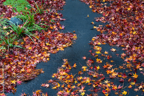 Colorful fallen maple leaves on a driveway on a wet day, water channel in middle