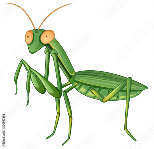 Gpraying mantis on white background