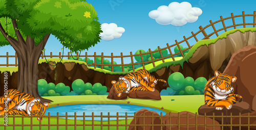 Scene with three tigers in the zoo